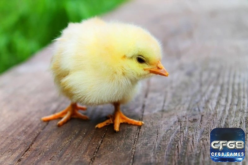 Mơ thấy gà con là dự báo cực thuận lợi trong sự nghiệp