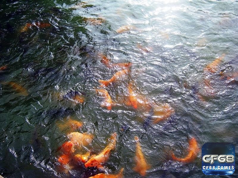 Giải mã giấc mơ thấy cá chép có bộ số đề lộc lá