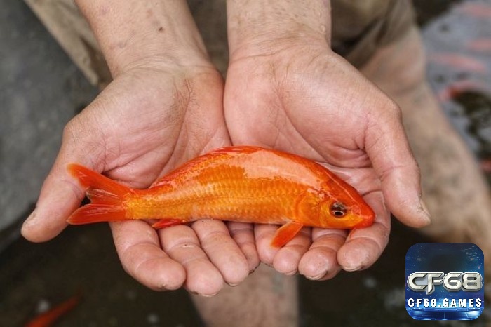 Mơ thấy cá chép bị bắt nhắc nhở về sự khó khăn