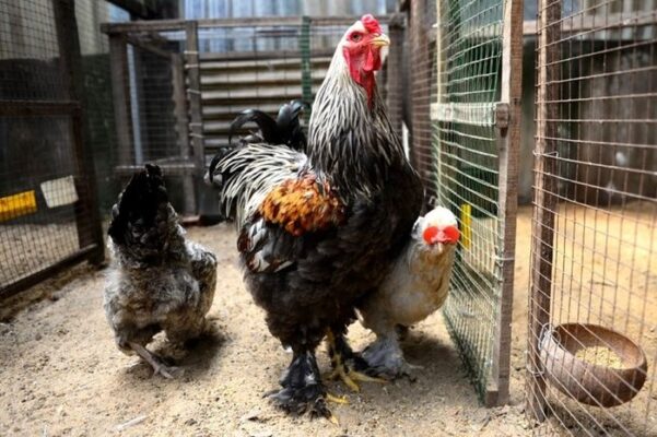 Các giống gà chọi nổi tiếng - Hướng dẫn chọn gà chất lượng