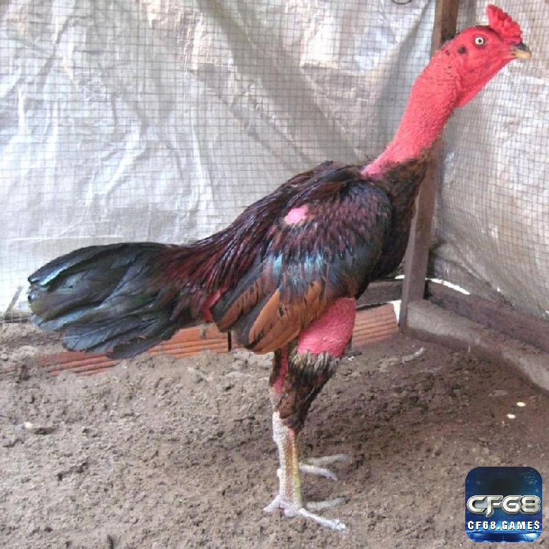 Các giống gà chọi miền Nam đậm nét đặc trưng với sự đa dạng về hình thái và phong cách chiến đấu