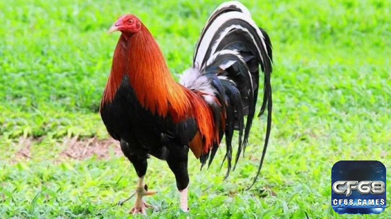 Các giống gà chọi từ châu Mỹ và châu Âu mang đến sự đa dạng về phong cách và đặc điểm