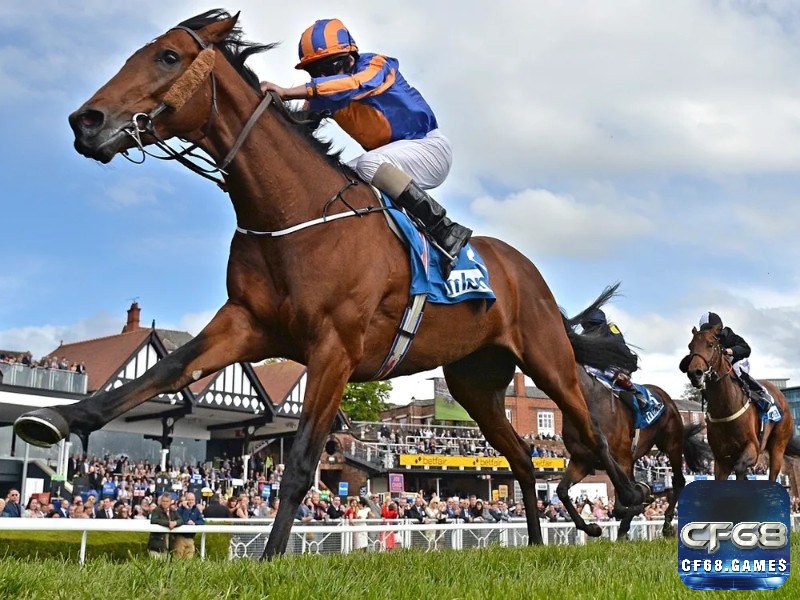 Kèo Place mang lại cơ hội chiến thắng cao hơn khi chỉ cần ngựa bạn chọn lọt top đầu bảng xếp hạng